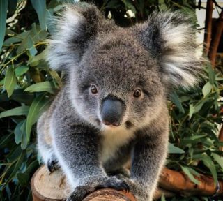 Caversham Wildife Park Koalas